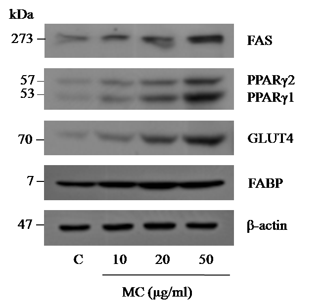 Morus alba extract (MC) induces an increase in expression levels of proteins that are critical for an adipocyte phenotype.