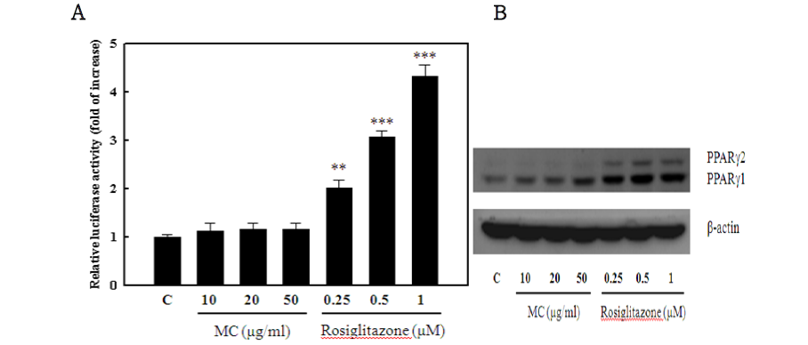 Effects of Morus alba extract (MC) on PPARγ ligand activity. Luciferase activities were measured after transfection with two plasmids. Cells were treated for 24 h with Rosiglitazone or MC at various concentrations 16 h after transfection (A). Western blot image of PPARγ (B). Data shown are representative results of three experiments. **p<0.01, ***p<0.001.