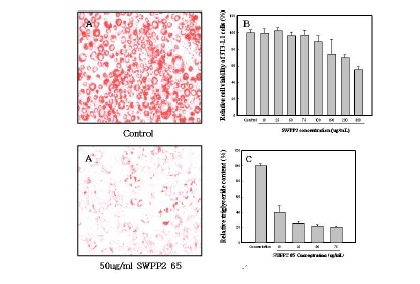 (A) Inhibitory effects of SWPP2-65 on lipid droplet formation. (B) Cytotoxicity test of SWPP2-65. (C) Triglyceride content of 3T3-L1 cells differentiated for 7 days with or without SWPP2-65 treatment.