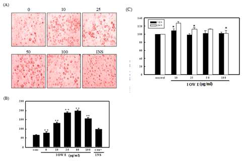 . Effect of water extracts (IOWE) from Inonotus obliquus on adipogenesis of 3T3-L1 adpocytes (A) Cells were treated with various dose of IOWE for 4 days of 0.17 μM insulin, where positive control was treated with 1.7 μM insulin (INS). Oil red O staining was performed at day 8. (B) Cytotoxicity of IOWE in preconfluent 3T3-L1 preadiopcytes (C) Triglyceride content in 3T3-L1 cells 8 days after induction of differentiations. Positive control (con+) was treated with 1.7 μM insulin (INS) and negative control (con-) was treated without both insulin and IOWE. Data shown are representative of three experiments.