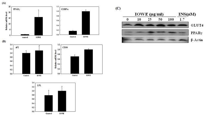 Effects of water extracts (IOWE) from Inonotus obliquuson on gene expression patterns during adipogenesis. Two-day post confluent 3T3-L1 preadipocytes (day 0) were treated with 10 mg/ml of IOWE in the absence of insulin for 4 days. Cells treated with 1.7 μM insulin were used as control. Total RNAs were prepared from 3T3-L1 cells at day 6 and mRNA level of the indicated gene were measured by real-time quantitative RT-PCR. (A) mRNA expression of adipogenic transcription factors PPARγ, C/EBPα. (B) mRNA expression of PPARγ target genes LPL, CD36, and aP2. The mean values of the results are shown with the SD (n=3). (C) The water extracts (IOWE) from Inonotus obliquus increased PPARγ and GLUT4 protein expression in adipocytes. The data shown are representative of three experiments