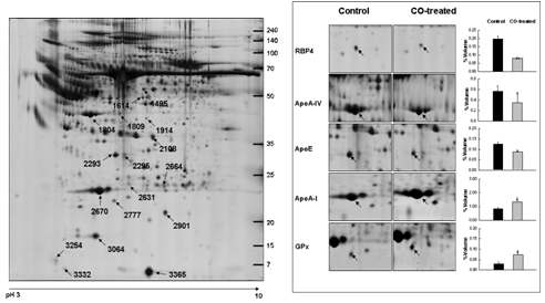 (Left) A representative 2-DE gel image of silver-stained plasma proteins in ob/obmice. Differentially regulated proteins were marked with arrows together with identified major ob/ob mice plasma proteins (also see Table 6). (Right) Zoom-in gel images and their volume density for altered levels of five plasma proteins with or without chitosan oligosaccharides (CO) treatment. Values are mean ±SEM of three independent experiments. Asterisk indicates statistically significant (*p<0.05 and **p<0.01) when compared to Control.