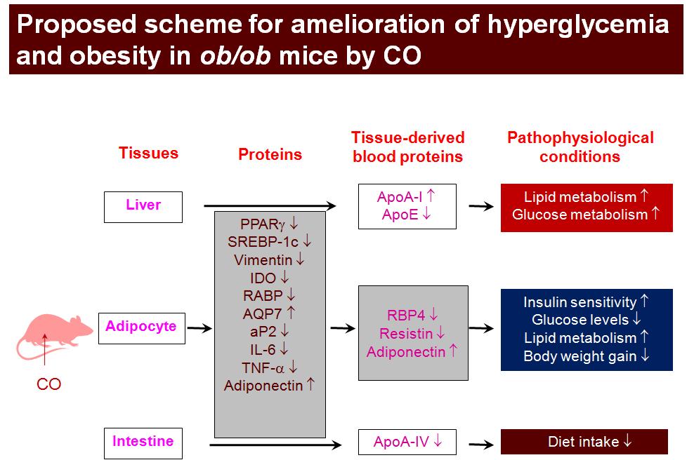 Proteomic approach에 의한 키토산올리고당 (CO)의 항비만 메커니즘 제안