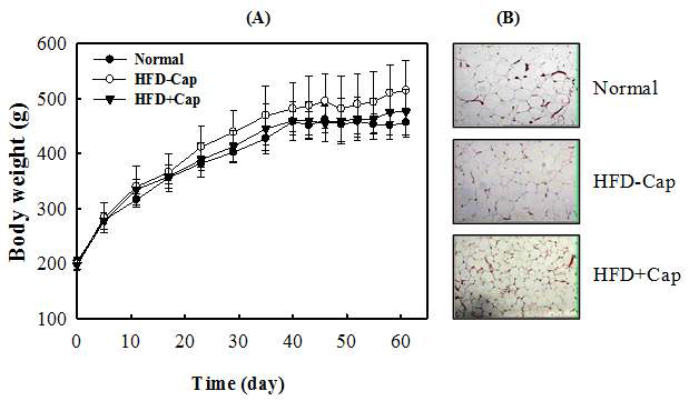 Capsaicin-treated rats showed decreased weight-gain and adiposity. (A) Effects of capsaicin on body weight profiles of rats fed with high fat diet (HFD) with or without capsaicin treatment. Data are mean ±SE (n=6 per group). (B) Representative images of H HFD+Cap: High fat diet group with capsaicin feeding; HFD-Cap: High fat diet group without capsaicin feeding.