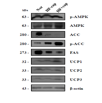 Effect of capsaicin in WAT of HFD-fed rats on protein expression levels of proteins associated with fatty acid oxidation and energy expenditure. Nor: Normal; HFD+Cap: High fat diet group with capsaicin feeding; HFD-Cap: High fat diet group without capsaicin feeding.