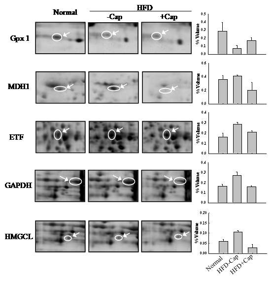 Zoom-in gel images and their volume density for altered levels of rat liver proteins with (+Cap) or without (-Cap) capsaicin treatment. Asterisk indicates statistically significant (*p<0.05 and **p<0.01) when compared to HFD-Cap.