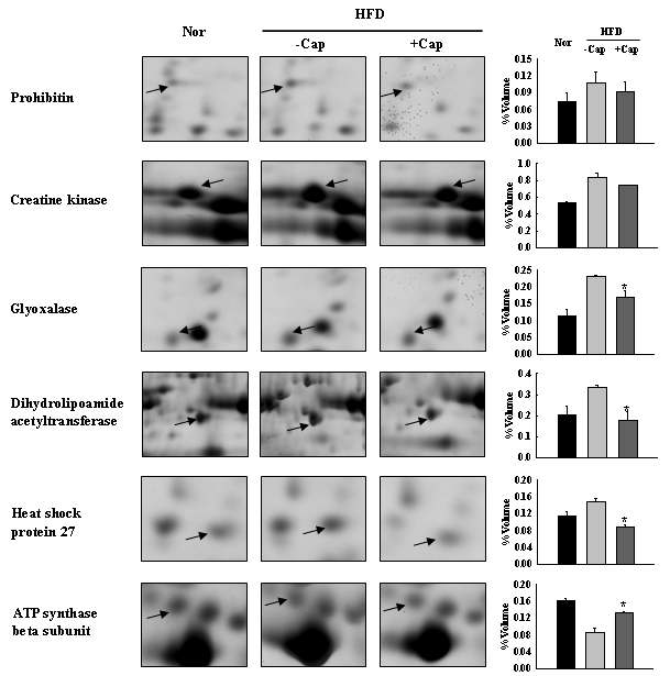 Zoom-in gel images and their volume density for altered levels of six muscle proteins in HFD-fed rats with or without capsaicin (Cap). Asterisk indicates statistical significance (*p<0.05) when compared to HFD control.