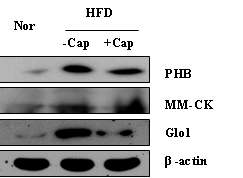 Detection of PHB, MM-CK, and Glo1 by Western blotting to validate results of proteomic analysis. Nor: normal-diet; HFD: high fat-diet; Cap: capsaicin.