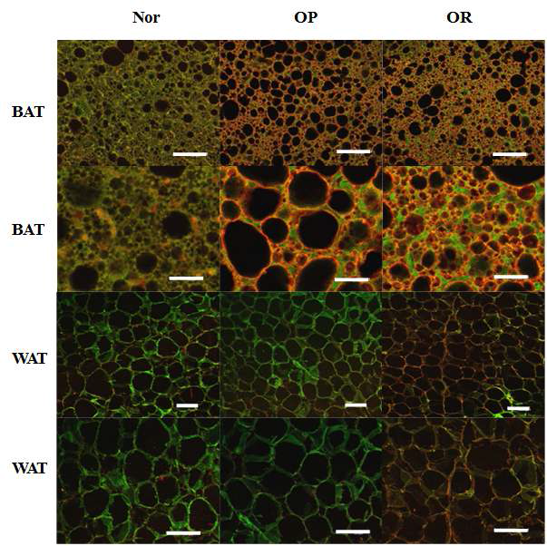 Confocal merged images from epididymal WAT and interscapular BAT from Nor, OP and OR co-stained with anti-UCP1 (red) and anti-caveolin 1 (green) antibodies. Representative image shown and similar results from 6 independent rats. The scale bar = 50 μm.