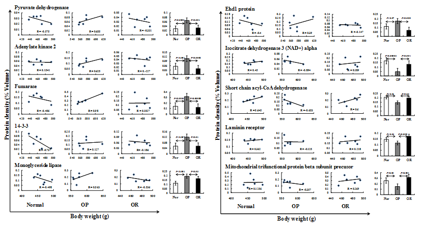 Proteins of BAT showing differential expression among three experimental groups. Each scatterplot was made from individual protein density of six rats in each group as a function of body weight (left three columns) and bar graphs were constructed from average protein density of six rats in each group (right column). Data are presented as mean values ±SEM. of volume density (%) of target spot in each group. They were estimated using ANOVA test and Pearson’s linear correlation test by SPSS program and the p values represent the significance of expression level between each group.