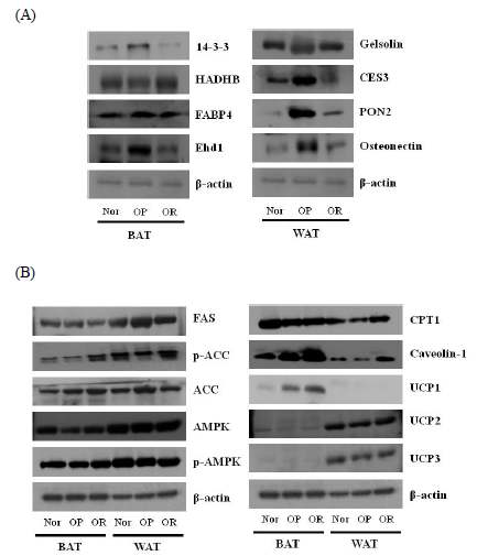 Validation of proteomic data for some proteins of interest (A) and differential expression patterns of key thermogenic and lipogenic proteins (B) in normal, OP, and OR rats by immunoblot analysis. Full names of proteins are presented in the abbreviations section.