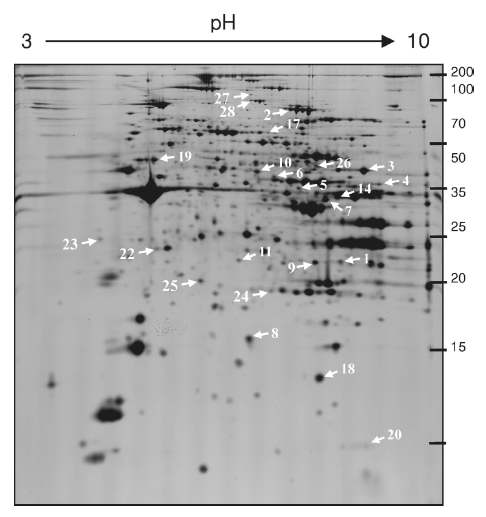 Representative 2-DE gel image of silver-stained gastrocnemius muscle proteins of rats. Differentially regulated proteins are indicated by arrows together with identified major proteins in Table 4. Data are representative of at least four independent experiments.
