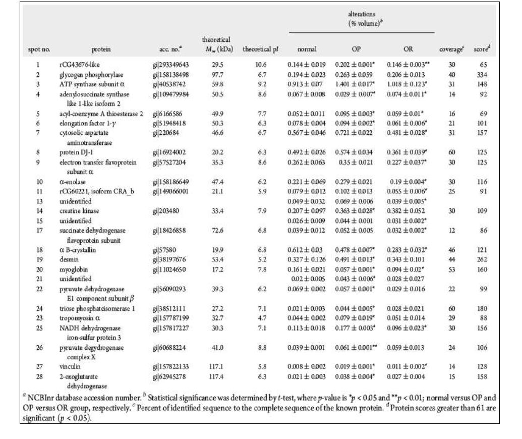 Proteins showing differential expression in rat gastrocnemius muscle in normal, OP, and OR rats