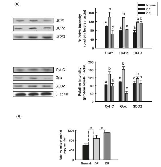 Effects of HFD on expression of UCPs and some antioxidant proteins (A) as well as mitochondrial contents (B) in normal, OP, and OR rats. (A) Band density was digitized with software, and mean ±SE of three independent experiments are shown for each group, where values not sharing a common letter are statistically different by least-significance difference post-hoc comparison (p<0.05). (B) Relative mitochondrial copy number in skeletal muscle as determined by quantitative PCR (n=4, for each group). Statistical significance was determined by t-test, where p-values are *p<0.05 and **p<0.01.