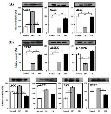 Validation of proteomic data for some proteins of interest (A) and differential expression patterns of seven metabolic liver proteins (B) in normal, OP, and OR rats by immunoblot analysis. Band density was calculated by ImageMaster 2D software V4.95 and relative intensity (%) demonstrated that values of target proteins were normalized to those of β-actin. Asterisk indicates statistically significant (*p<0.05 and **p<0.01).