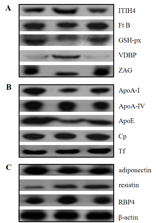 Validation of differentially regulated plasma proteins inOP and normal/OR rats by immunoblot analysis. Levels of five identified proteins from 2-DE analysis (A) together with eight important plasma proteins (B and C) were established. Data are representative of two independent experiments.