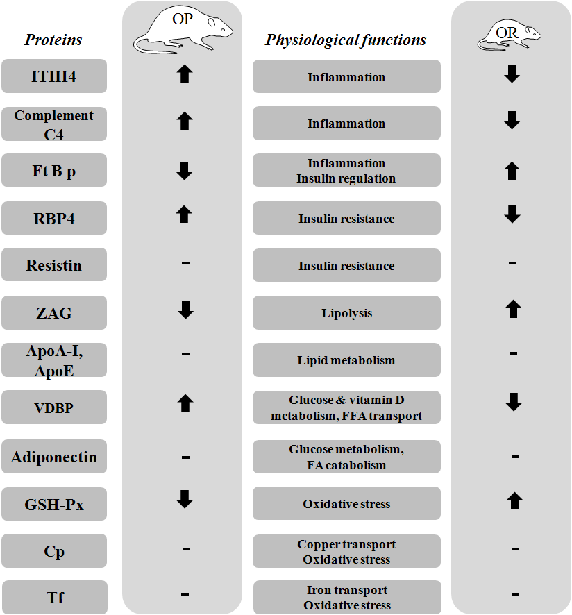 Summary of verified plasma proteins by proteomic approach in OP and OR rats. Physiological function of each protein mentioned here indicates the most representative role of each protein in its cellular function.