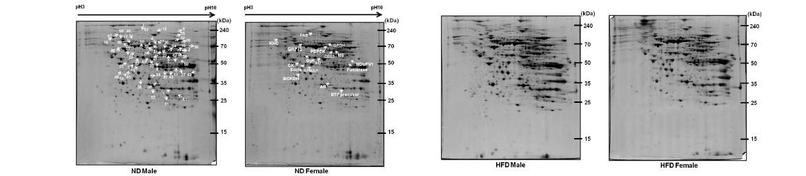 Representative silver-stained 2-DE gel images of rat BAT proteome in ND and HFD rats. Differentially regulated proteins in each group are marked with arrows.