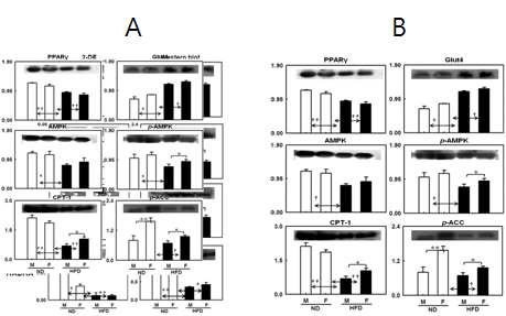 (A) Validation of differentially regulated BAT proteins in male (M) and female (F) rats in response to HFD by immunoblot analysis. (B) Differentially regulated BAT proteins of metabolic importance in male (M) and female (F) rats in response to HFD by immunoblot analysis.