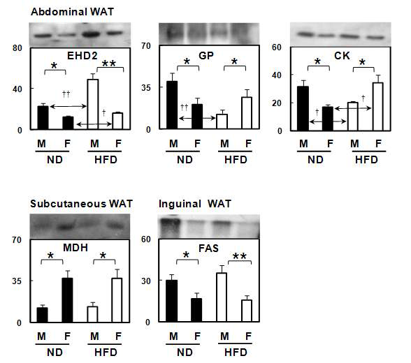 Validation of proteomic data of WAT using immunoblot analysis.