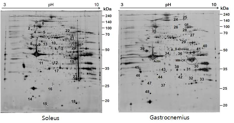 Representative silver-stained 2-DE gel images of rat muscle proteome in soleus and gastrocnemius muscles. Differentially regulated proteins in each group are marked with circles.