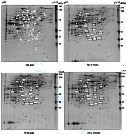 Representative silver-stained 2-DE gel images of liver proteome of male and female rats fed ND or HFD. Differentially regulated proteins in each group are marked with arrows.