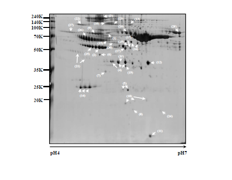 A representative silver-stained 2-DE gel image of rat plasma proteome. Differentially regulated proteins in each group are marked with arrows.