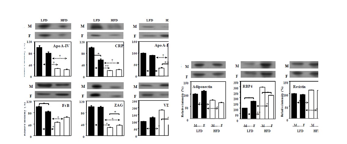 Validation of differentially regulated plasma proteins in male (M) and female (F) rats in response to HFD by immunoblot analysis. Levels of six identified proteins from 2-DE analysis (A) together with three important plasma proteins (B) were established.