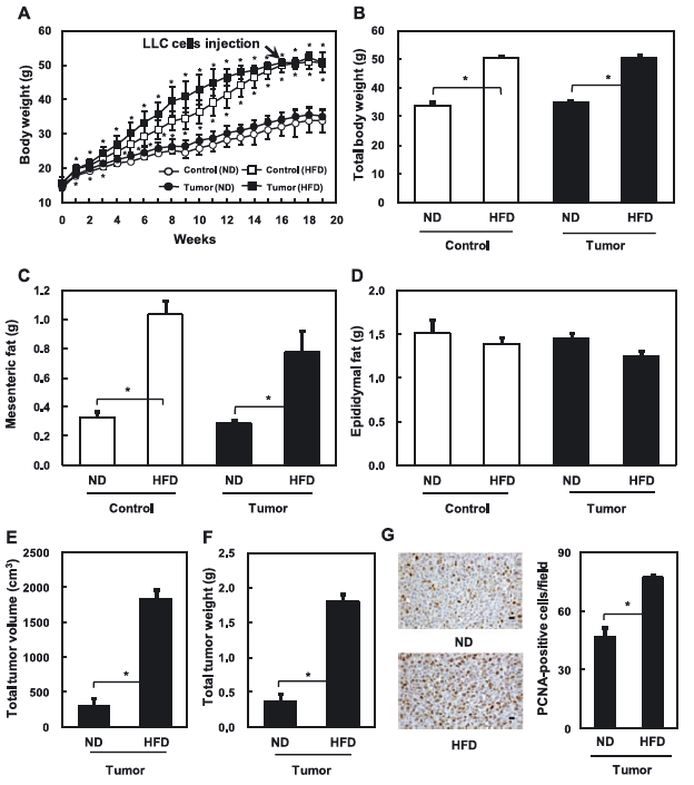 Phenotypes of C57BL/6N mice fed ND or HFD with or without injection of LLC cells. (A) Time profiles and (B) total changes in body weight, fat mass (C, D), tumor growth (E, F), and expression of PCNA in tumors (G, scar bar = 10 m). Data are presented as mean ±SD of six mice per group. Statistical significance between ND and HFD mice was determined by ANOVA test, where p value is *p<0.01.