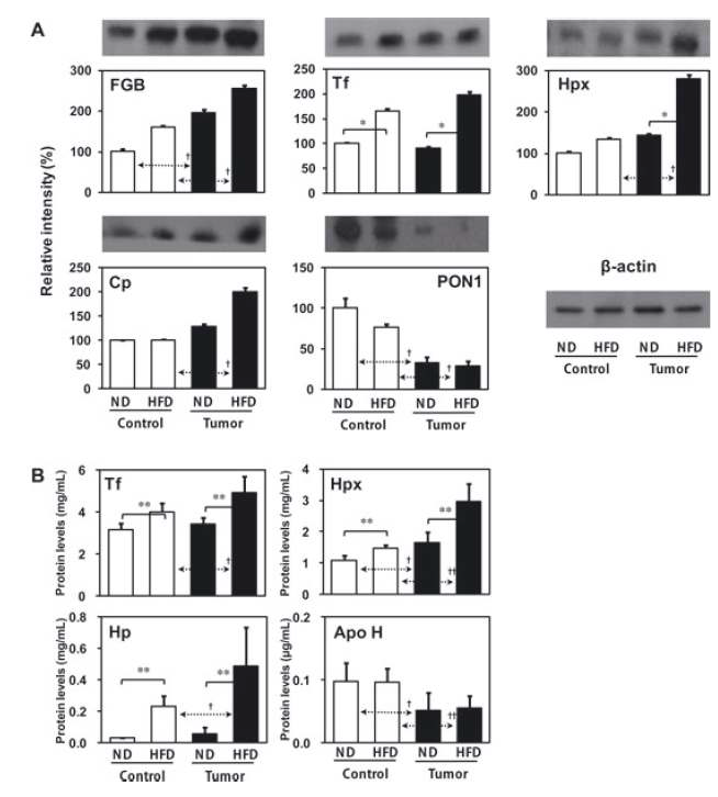 Validation of proteomic data by immunoblot (panel A) and ELISA (panel B) analysis. (A) Levels of five identified proteins from 2DE analysis were investigated three times independently using pooled plasma sample from six mice per each group. Band density was calculated using the ImageMaster 2D software version 4.95, and relative intensity (%) were the values of target proteins after being normalized to beta-actin levels. (B) Levels of four identified proteins from 2DE analysis were investigated three times independently using individual plasma sample from six mice per each group. Statistical significance between ND and HFD mice was determined by ANOVA test, where p value is *p<0.05 and **p<0.01. Significances between controls and tumor mice were represented by †p<0.05 and ††p<0.01.