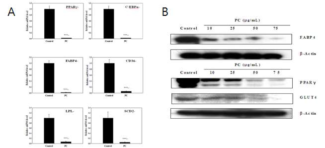 (A) PPARg, C/EBPα, FABP4, LPL, CD36, and SCD2 was determined using quantitative real-time RT-PCR. Relative mRNA levels of each gene were normalized to those of GAPDH. (B) Adipogenic protein levels of PPARγ, FABP4, and GLUT4 in response to PC treatment analyzed by Western blot analysis. Data are representative of two independent experiments. Total RNA was extracted from cells treated with PC and without PC (75 ug/mL) on the 5th day of differentiation. mRNA expression of Data are presented as means ±SD, and Student’s t test was employed (**p<0.001).