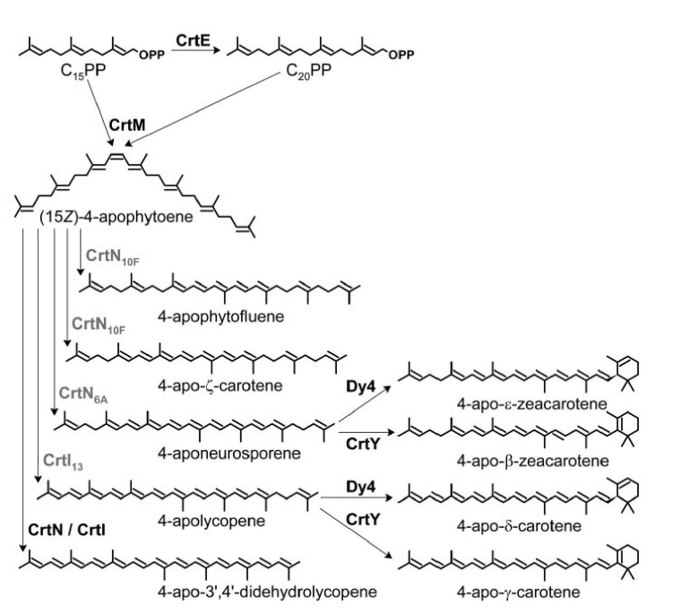 CrtM directed evolution에 의한 C35 carotenoids 생산 예