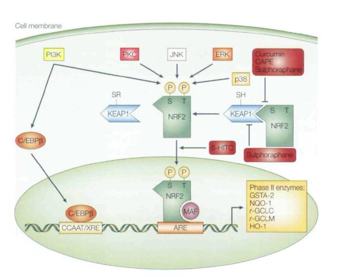 Phytochemical들에 의한 Nrf2 activation관계 모식도