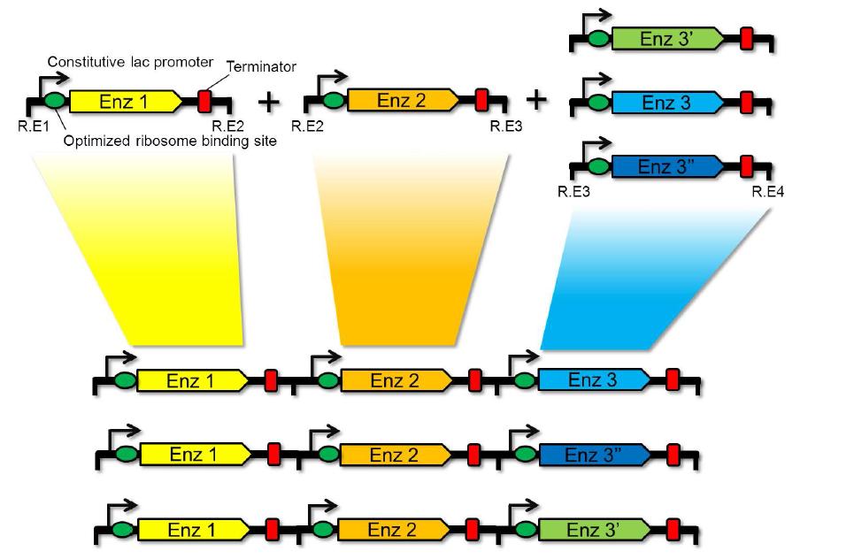 modulation한 유전자와 assembly를 통한 combinatorial biosynthesis방법 예시.