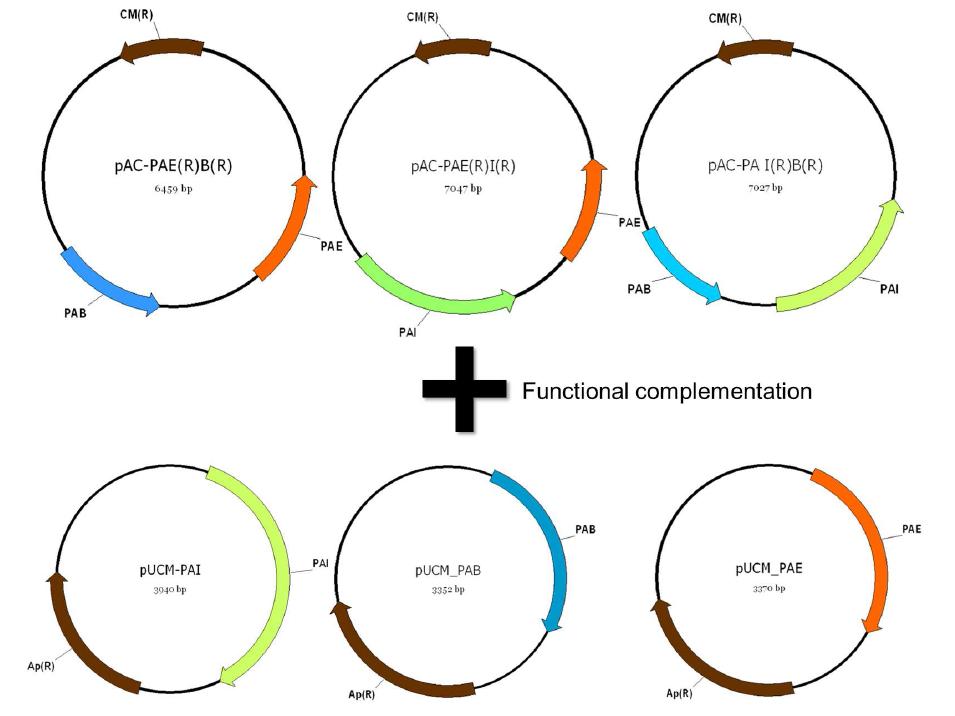 module화 된 gene assembly를 통한 functional complementation