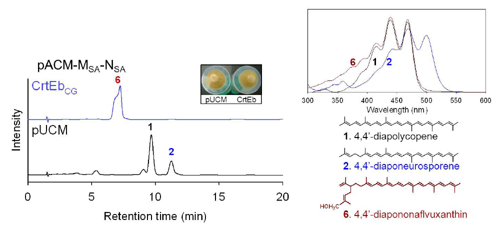 Lycopene elongase (CrtEb)를 통한 새로운 구조의 C35 카로틴노이드인 4,4'-diapononaflavuxanthin의 생산