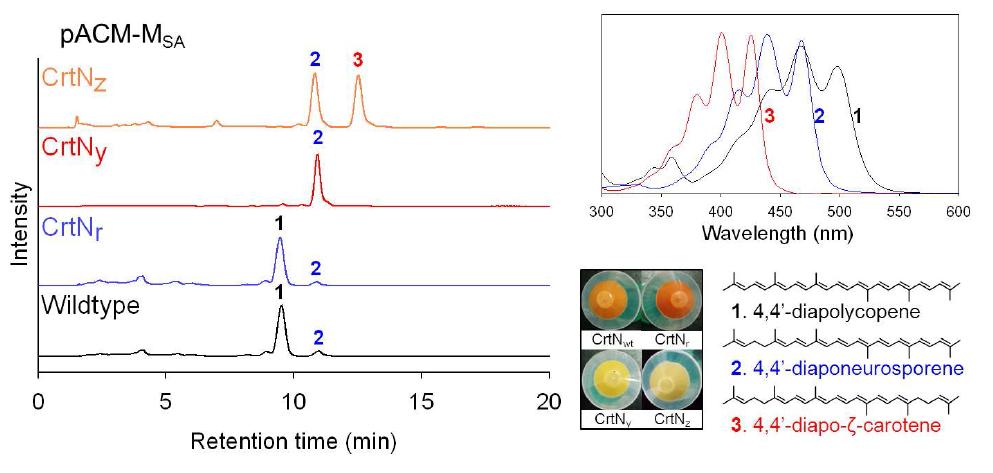 CrtN mutant들의 HPLC profile 변화확인