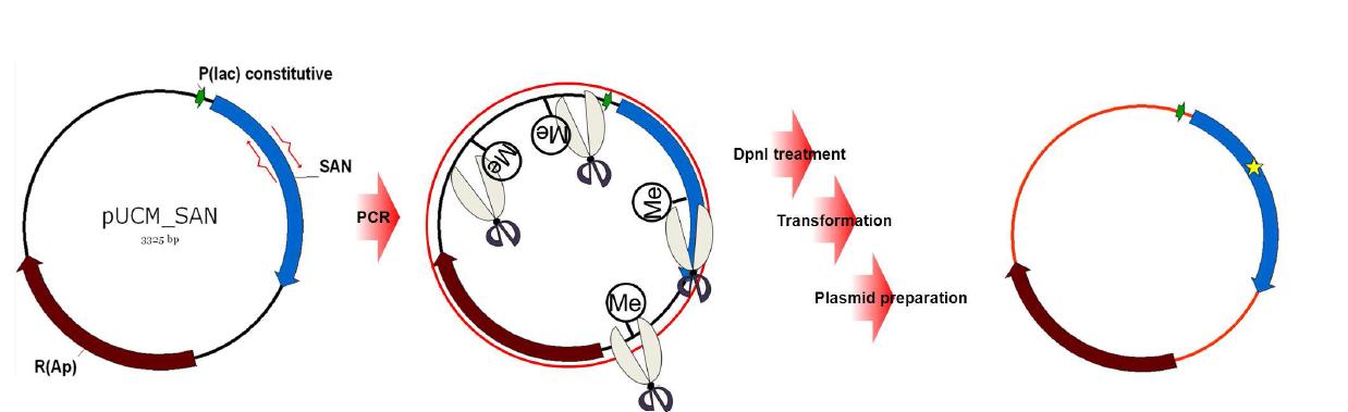 Site directed mutagenesis 실험과정