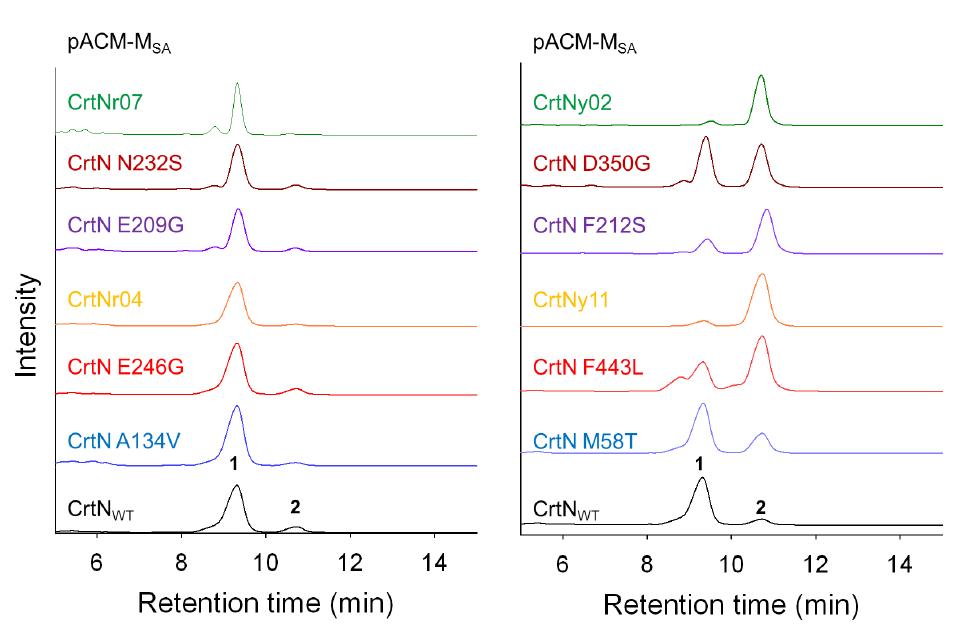 Site-directed evolution을 통해 확보된 clone들의 HPLC 분석을 통한 카로틴노이드생산 프로파일 변화.