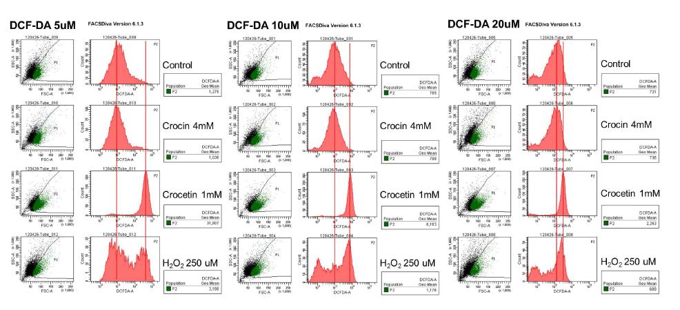 DCF-DA처리 농도에 따른 ROS detection 정도