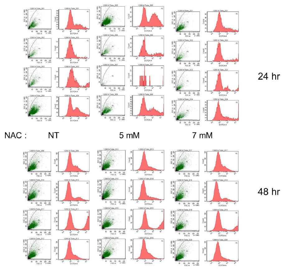 NAC 처리 농도, 처리 시간에 따른 ROS 유발 정도 비교.