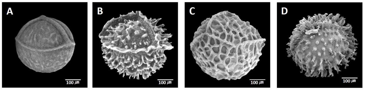 Examples of ornamentation on surface of megaspore. A. Rugulate type, Isoëtes melanopoda J. Gay & Durieu (E.J. Palmer 32417, P). B. Cristate type, I. coreana Chung & H.-K. Choi (J. Jung s.n., AJOU). C. Reticulate type, I. durieui Bory (C. Guinet and R. de Vilmonn 424, P). D. Echinate type, I. asiatica Makino (J. Jung 20007-45, AJOU). A and C are unpublished data, and B and D refer to Jung et al. 2009.