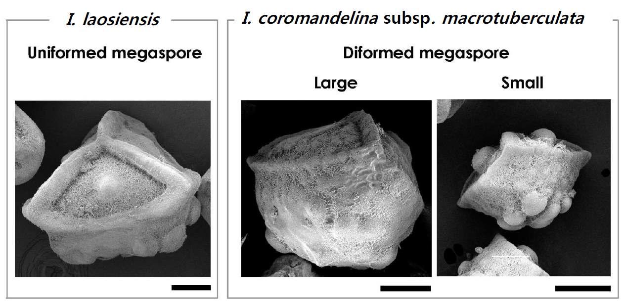 Megaspore of Isoetes laosiensis from Laos (Sun and Choi 2039-5, AJOU) and I. coromandelina ssp. macrotuberculata from Australia (Dixon 1086, NT), (Kim et al., 2010a).