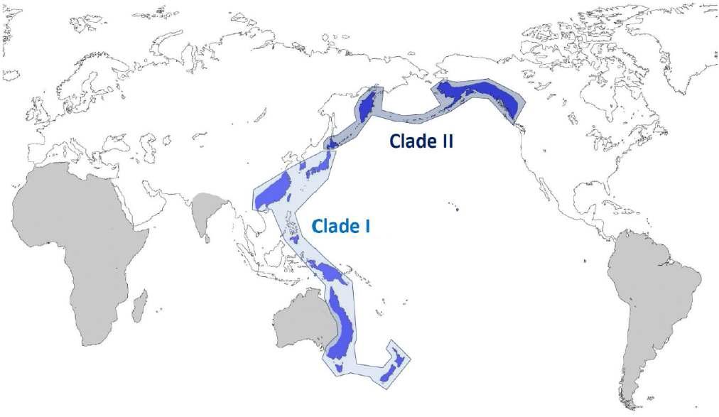 Representation of geographical distribution and two significant clades of Isoëtes L. recognized in our previous studies. Two clades (Clade I and II) are strongly supported by detailed molecular phylogenetic studies