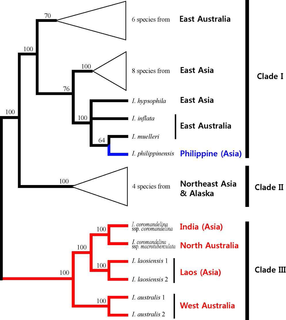 Strict consensus tree of 29 most parsimonious trees inferred from nrITS sequence data. Numbers above branches are bootstrap values (> 60%). The tree was reconstructed using published data (Kim et al., 2009a) and unpublished data