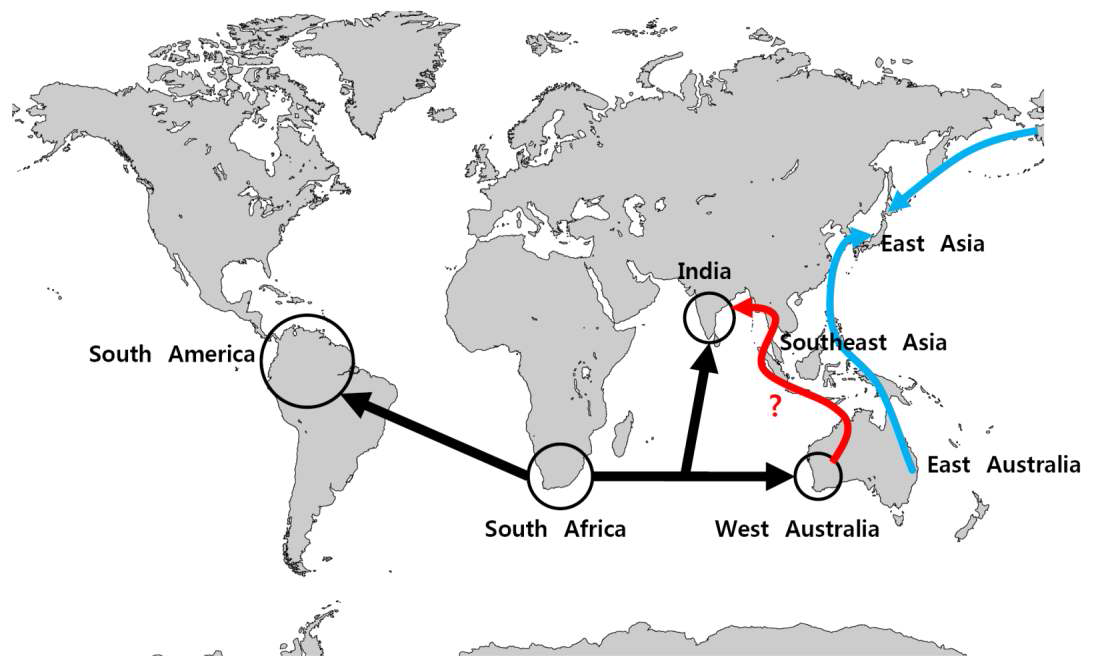 Hypothetical dispersal pathways of Isoetes species. The Gondwanan Isoetes species formed a clade and it is originated from South Africa (black arrows; modified from Hoot et al., 2006). Two origins of Isoetes species in East Asia were suggested by Kim et al. (2009a; blue arrows). Other pathway derived from West Australia is not examined yet.