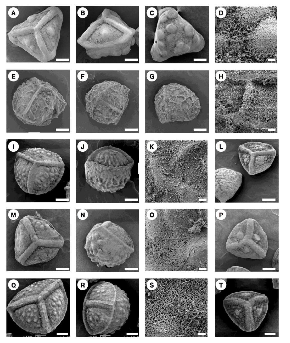 SEM micrographs of megaspore from Isoetes species. A-D. I. laosiensis. E-H. I. philippinensis. I-L. I. sp. (not identified). M-P. I. coromandelina subsp. coromandelina from India. Q-T. I. coromandelina subsp. coromandelina from Ceylon. A, E, I, M, and Q. Proximal view. B, F, J, N, and I. Lateral view. C and G. Distal view. D, H, K, O, and S. Ultra-structure of megaspore surface. L, P, and T. Small megaspore by dimorphism. Scale bars indicate 100 ㎛ except for micrographs of ultra-structure (10 ㎛ in D, H, K, O, and S), (unpublished data).