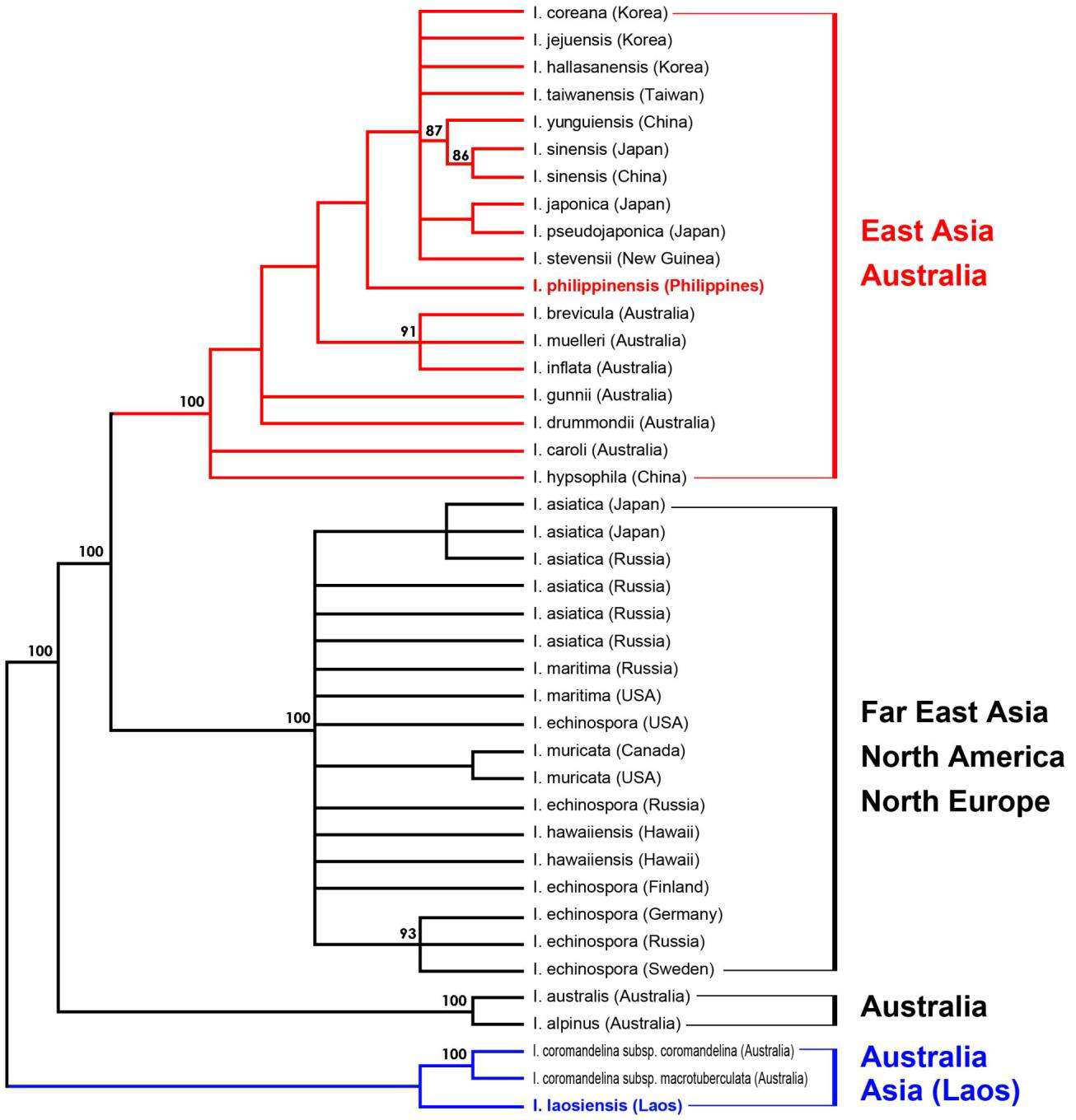 Strict consensus of 26 most parsimonious trees (tree length = 147, CI = 0.857, RI = 0.965) from parsimony analysis of combined three chloroplast DNA sequences data (atpB-rbcL, trnL, and trnS-psbC). Numbers above branches indicate support values (maximum parsimony bootstrap > 75%)