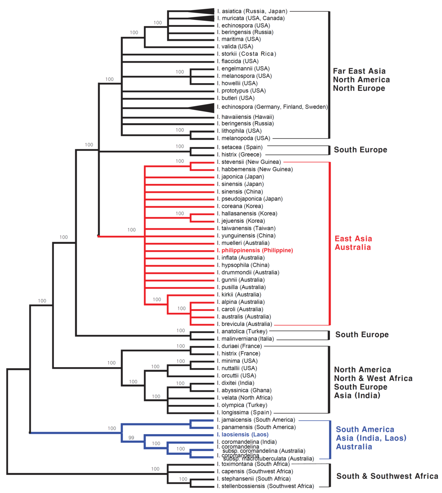 . Strict consensus of 349 most parsimonious trees (tree length = 638, CI = 0.697, RI = 0.992) from parsimony analysis of nuclear ribosomal ITS sequences data. Numbers above branches indicate support values (maximum parsimony bootstrap > 75%)