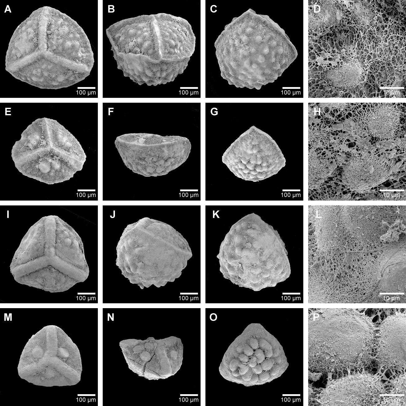 Dimorphic megaspores of Isoëtes coromandelina L. f. from India, Sri Lanka, and Australia. A-H. I. coromandelina L. f. subsp. coromandelina from Rajasthan, India (C.D.K. Cook 5327, P). I-P. I. coromandelina L. f. subsp. coromandelina from Varanasi, India (B. Copal 2, MO). Q-X. I. coromandelina L. f. subsp. coromandelina from Jaffna, Sri Lanka (R.B. & A.J. Faden 77/145, P). Y-FF. I. coromandelina L. f. subsp. macrotuberculata C.R. Marsden from Northern Territory, Australia (P.A. Fryxell & L.A. Craven 4249, P). A-D, I-L, Q-T, and Y-BB. Large-spherical type. E-H, M-P, U-X, and CC-FF. Small-flattened type. A, E, I, M, Q, U, Y, and CC. Proximal view. B, F, J, N, R, V, and DD. Lateral view. C, G, K, O, S, W, AA, and EE. Distal view. D, H, L, P, T, X, BB, and FF. Ultrastructure of the megaspore surface in the distal hemisphere (Jung et al. 2013a, accepted).